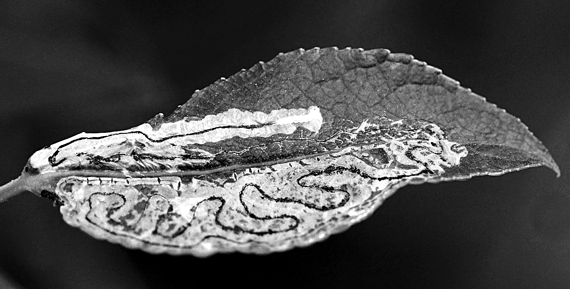 Змеевидные мины моли Phyllocnistis labyrinthella на листе тополя